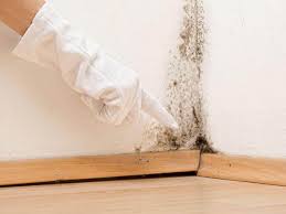 Environmental Consulting for Mold Prevention